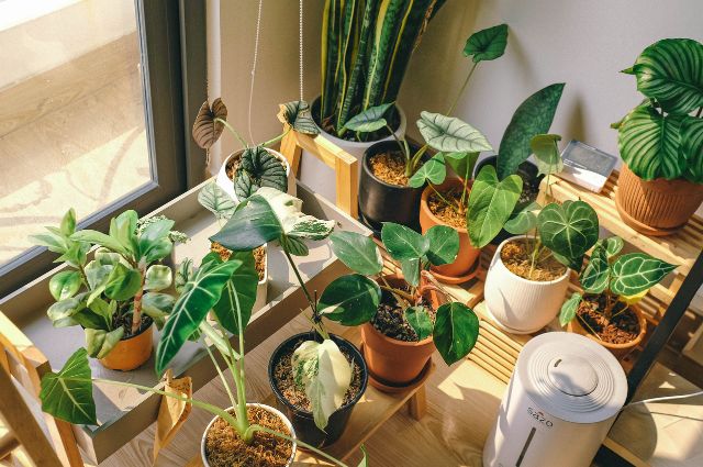 Cultivo Indoor Eficiente: Mais gramas por watt